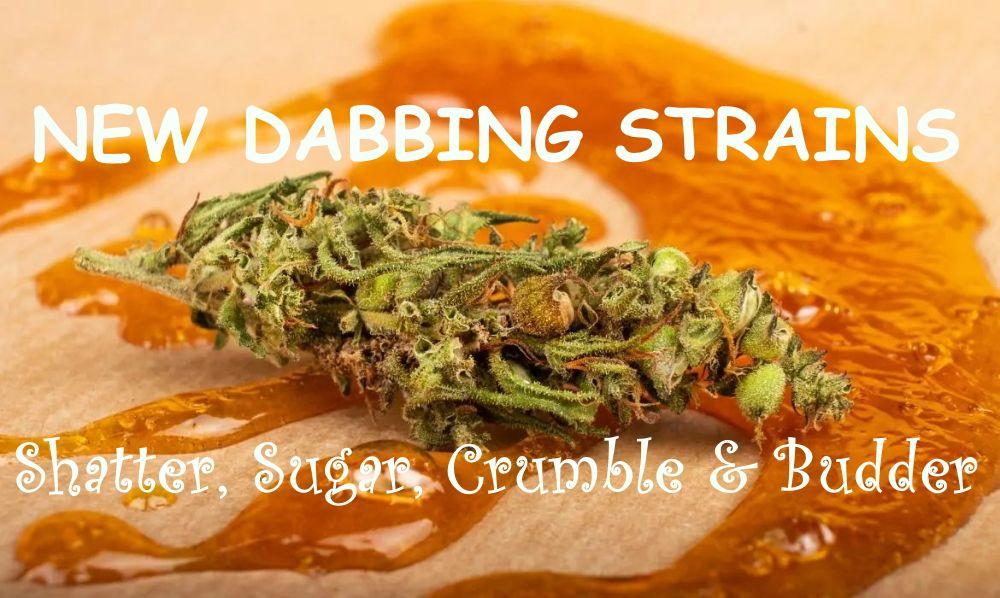 MadBudz News Autumn Dab Strains